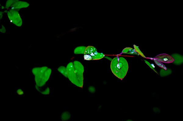 A branch of leaves with drops of water