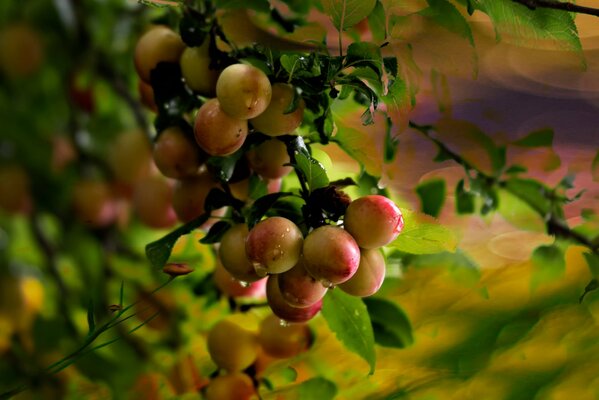 Ripe plum fruits on a branch