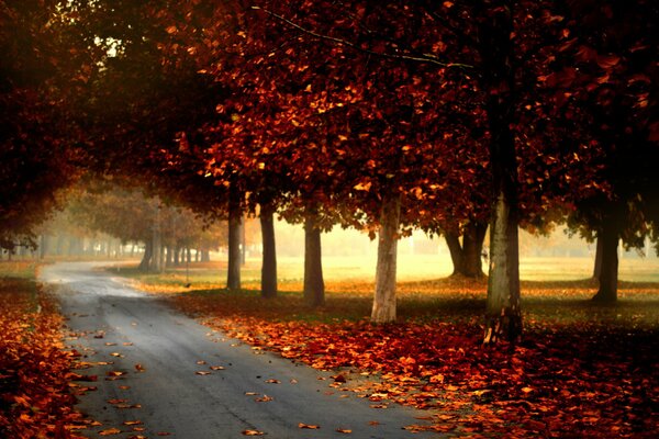 The road to a beautiful late autumn