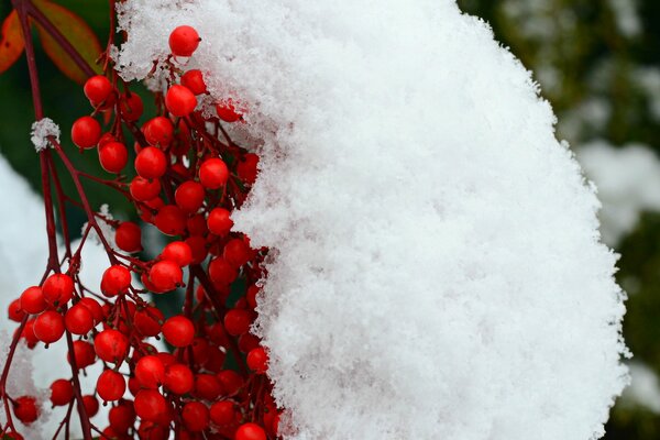 Neige branche sorbier baie rouge