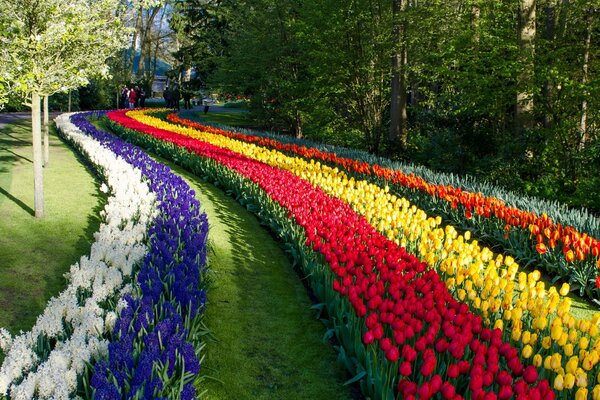 Keukenhof Tulip Park in the Netherlands