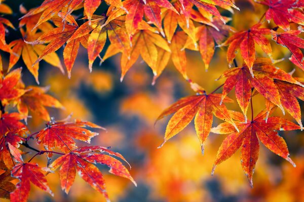 Photo de feuilles jaunies. Paysage d automne