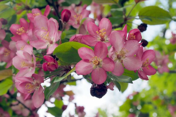 Branche avec des fleurs de pommier en fleurs