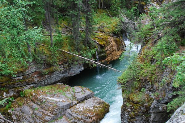 Rocky rapids with trees in the forest on the background of the river