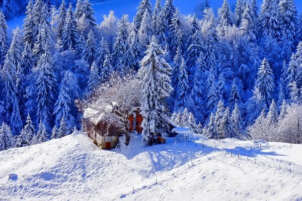 Ein Haus im Winterwald mit einem Pfad