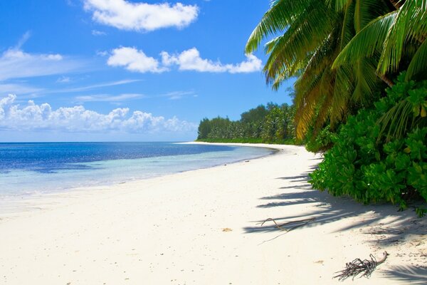 Palm trees on the beach