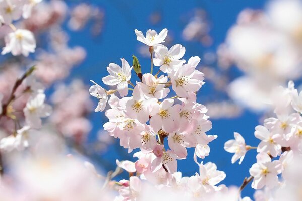 Kirschblüte Kirschblüte Zweig