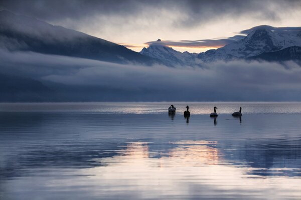 Cygnes sauvages sur le lac d hiver