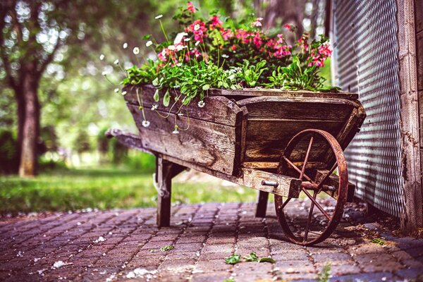 Pink flowers in a wooden wheelbarrow