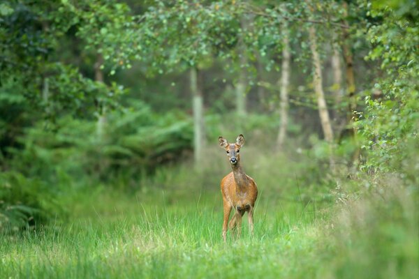 Cerf effrayé au milieu de la forêt