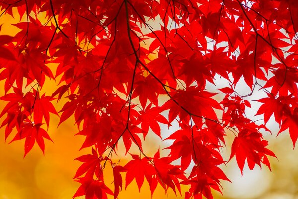 Herbstlaub purpurrotes Laub scheint in der Sonne