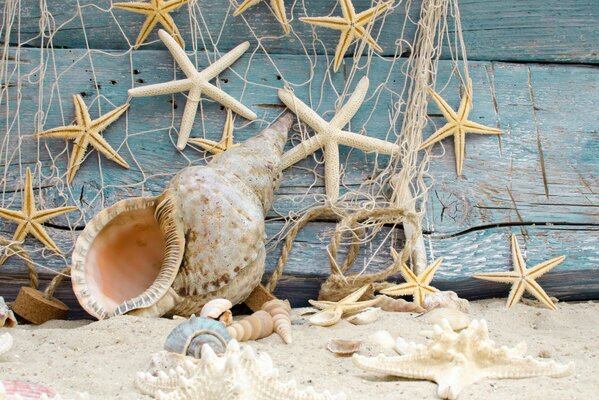 Seesterne und Muscheln am Sandstrand