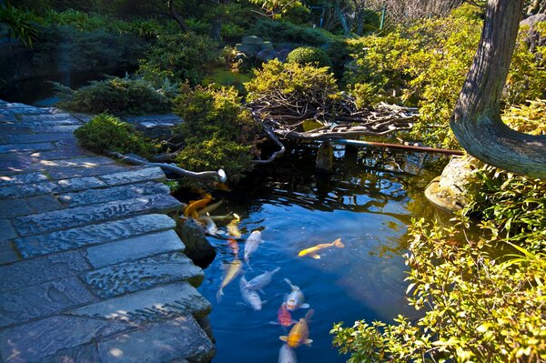 Rainbow farel in the pond