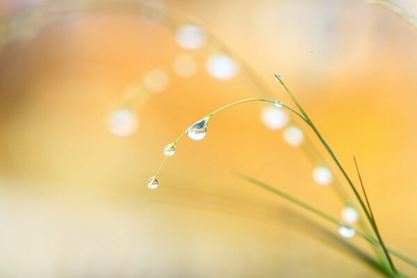 A dewdrop on thin grass