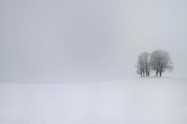 White silence. Trees on a background of snow