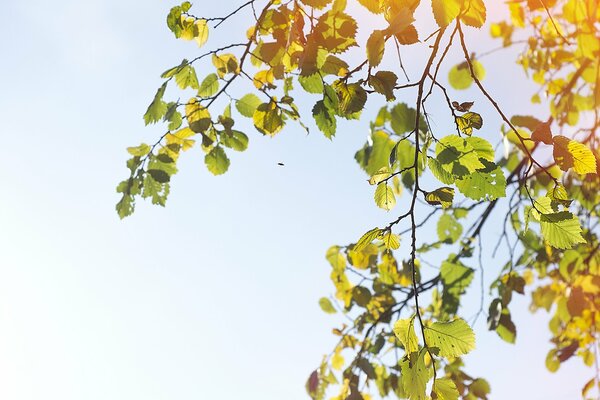 Blue sky and tree branches