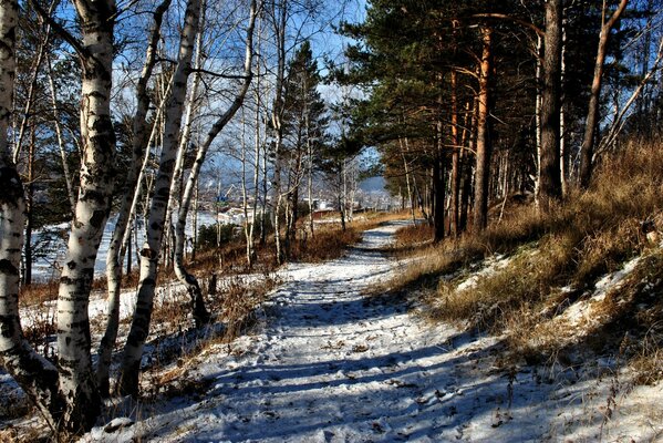 Camino al bosque con la llegada del invierno