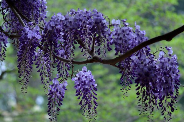 Rama de Wisteria. Flores Lilas