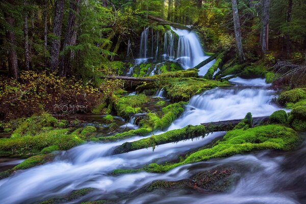 A mountain river runs in the forest