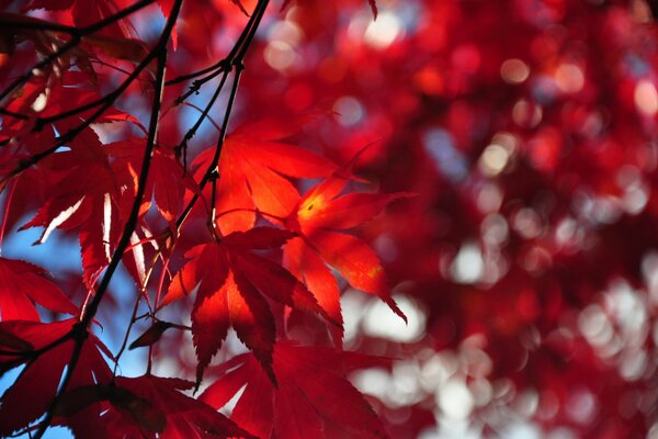 The glare of the sun in autumn leaves