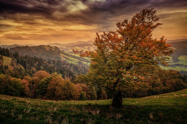 Arbre de paysage d automne dans la forêt