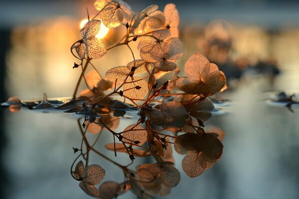 Reflection of leaves in water