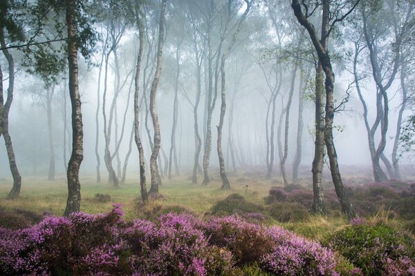 Forêt de bouleaux dans le brouillard