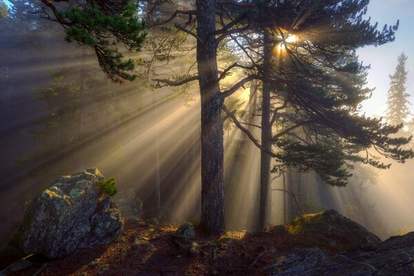 The sun breaking through the canopy of trees