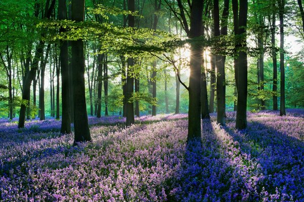 Alberi tra i fiori viola all alba