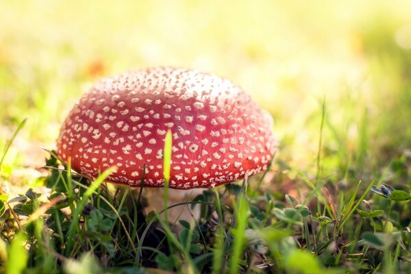 Dangerous mushroom in the forest