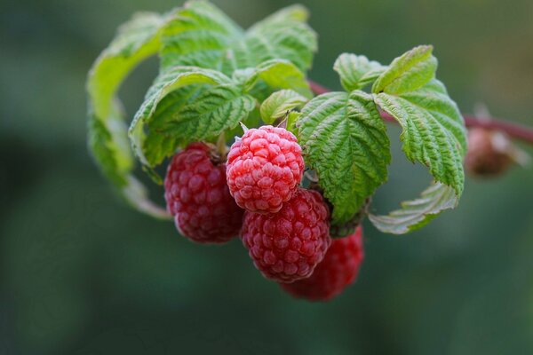 Branche de framboise avec baies et feuilles