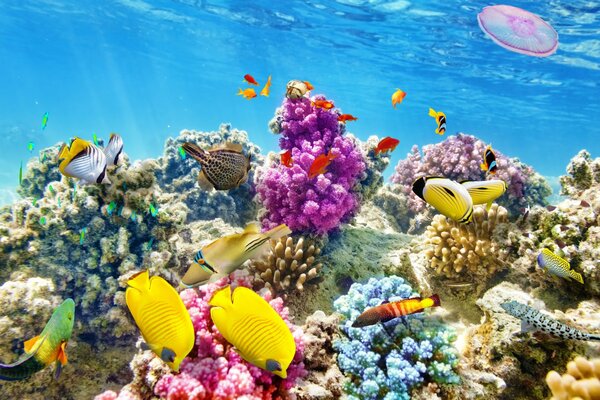 Fish in the ocean with a coral reef