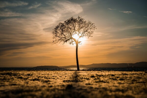 Paysage de champ et arbre du matin