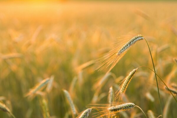 The barley field has a golden sheen