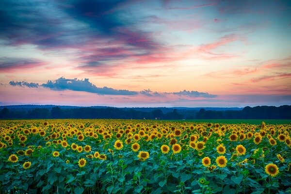 A blooming field of sunflowers on the background of sunset