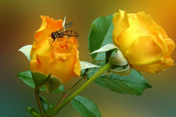 Eine Fliege sitzt auf einer gelben Rose