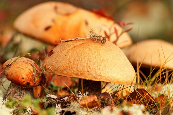 Setas en la hierba a finales de otoño