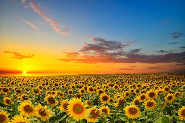 In der Sonnenblume umarmte mich mein Geliebter