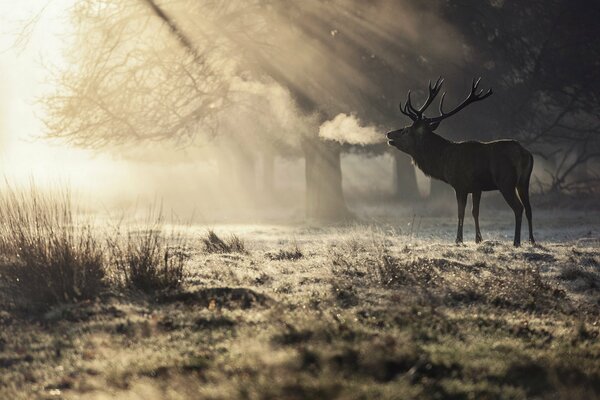 Cerf dans la forêt du matin au soleil