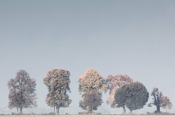 Le brouillard du matin s est couché sur les arbres