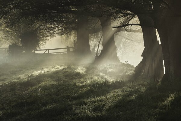 Morning fog among the trees