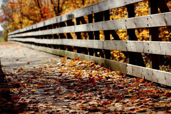 A bridge strewn with red and yellow leaves