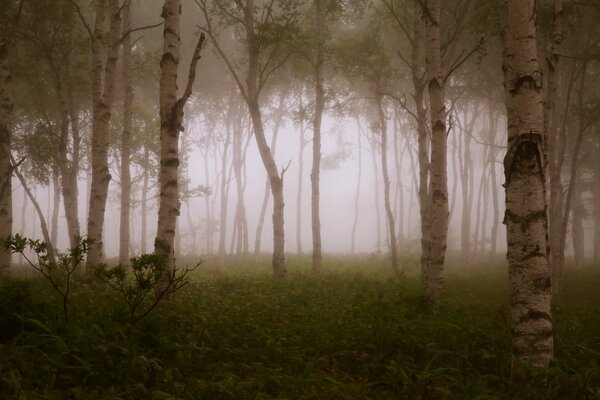 Bosque de abedul en la niebla de la mañana