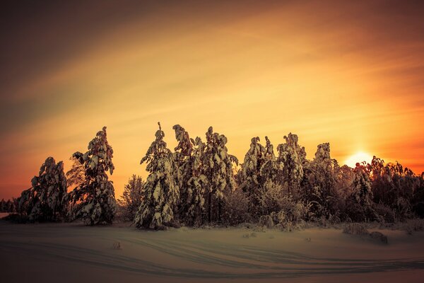 Beautiful sunset over the winter forest