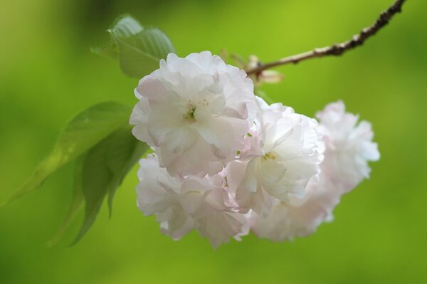 Flores de cerezo y cerezo