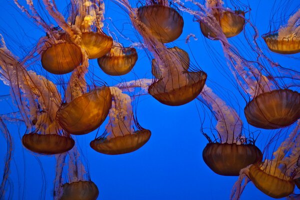 Mundo submarino. Medusas en el océano