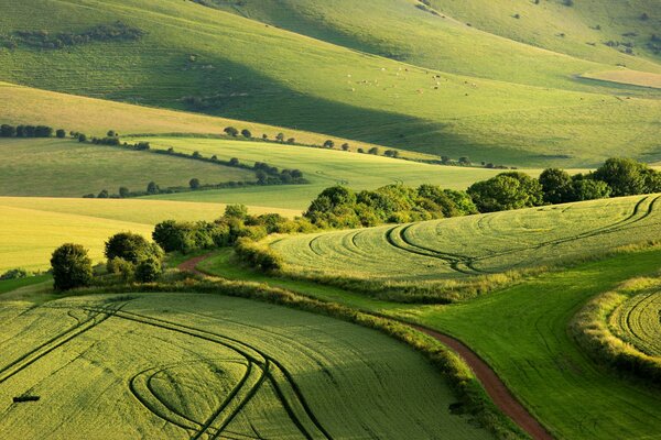 Pola w parku narodowym South Downs latem