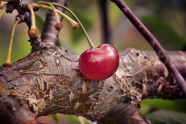 Cerise sur une branche. Photo macro