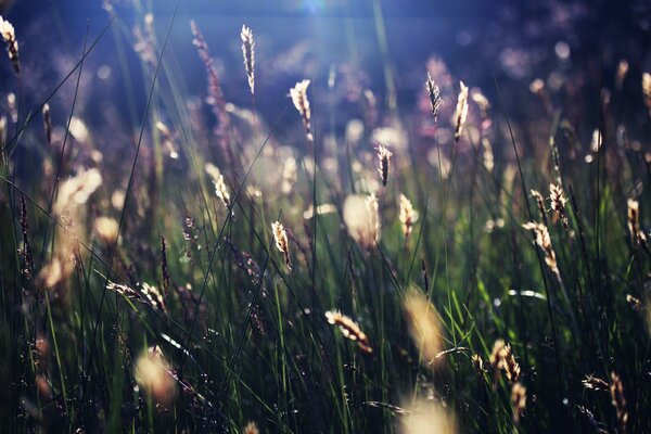 The grass shimmers in the rays of the sun