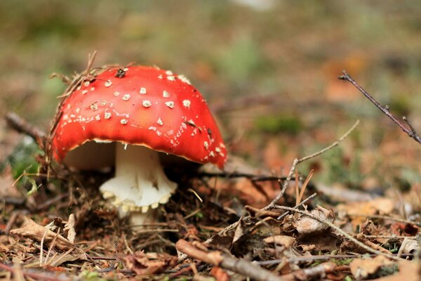 Kleiner Fliegenpilz posiert auf einer Lichtung